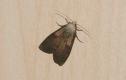 Moths: Bee Moth (Aphomia sociella)